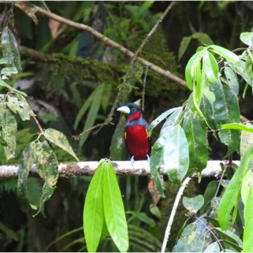 galeri - nativenesia (1)