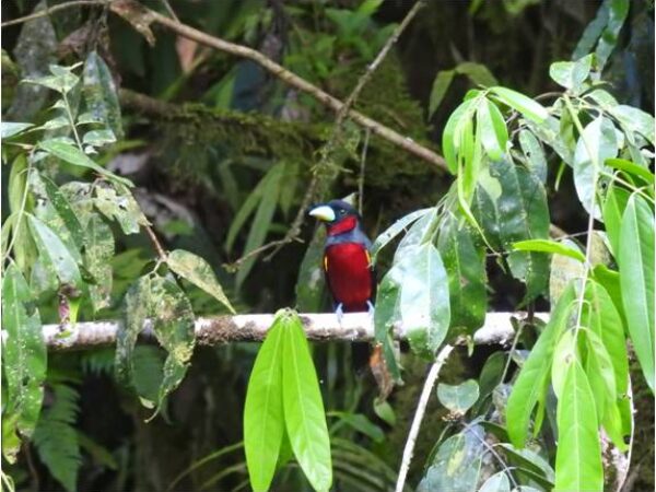 galeri - nativenesia (1)